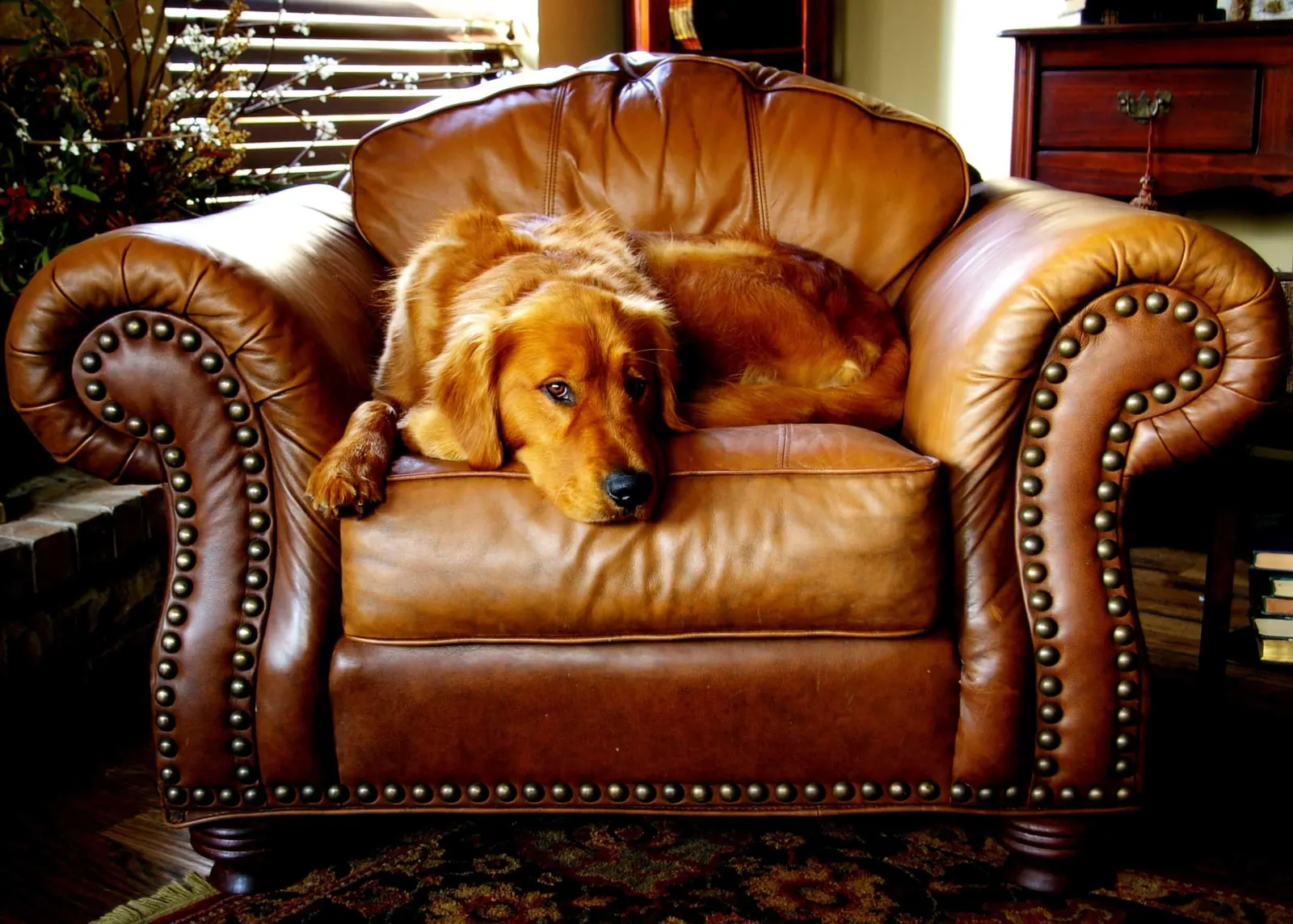 Gold Coast Upholstery